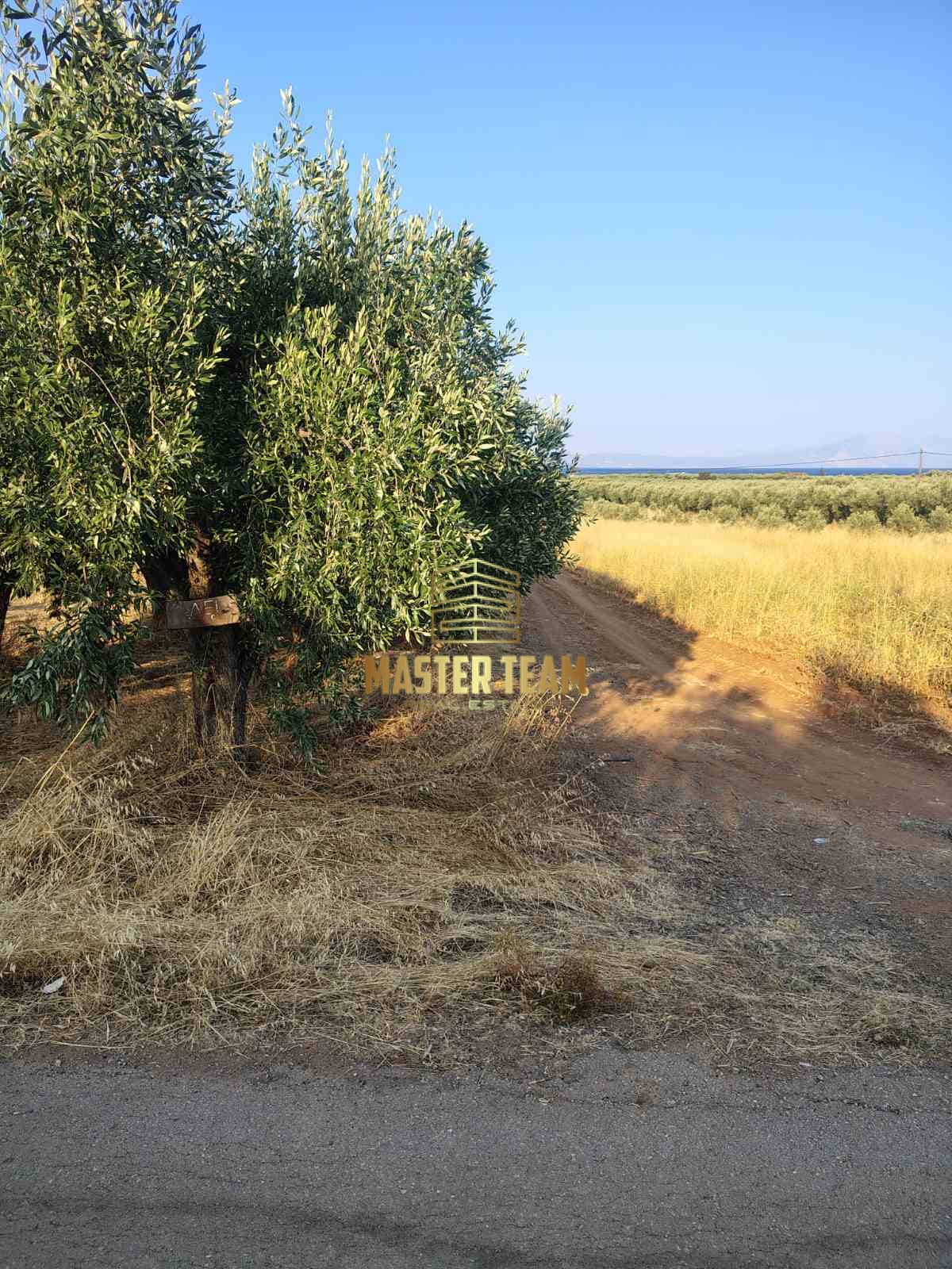viber_image_2025-08-26_16-17-14-155 Πωλείται Οικόπεδο στην Αρκίτσα Φθιώτιδας – Ιδανικό για Επένδυση ΚΩΔ 82110ΜΓ