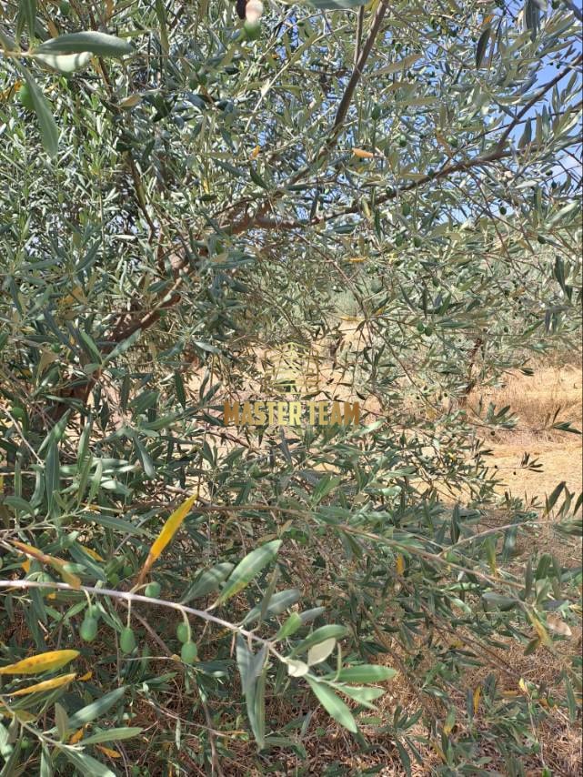 Πωλείται Ελαιοπερίβολο 4.500 τ.μ. – Εξαιρετική Ευκαιρία – 41146ΜΓ | 11.000€ ΚΩΔ 42146ΜΓ
